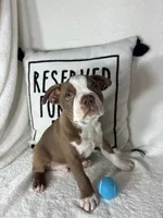 Ben, a male Boston Terrier for sale in Greenfield, IN – 5 of 5
