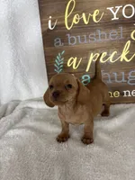 Dylan , a male Dachshund for sale in Greenfield, IN – 5 of 5