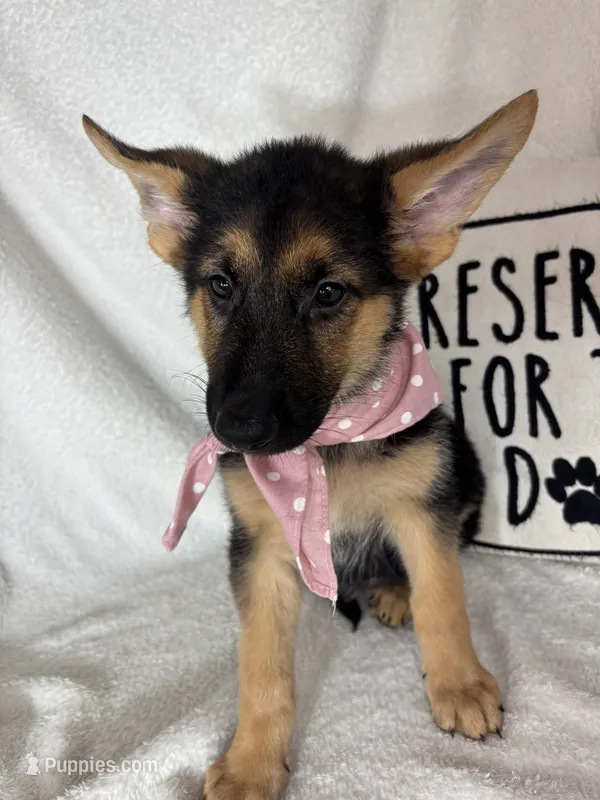 Gladys – German Shepherd Dog puppy for sale in Greenfield, IN