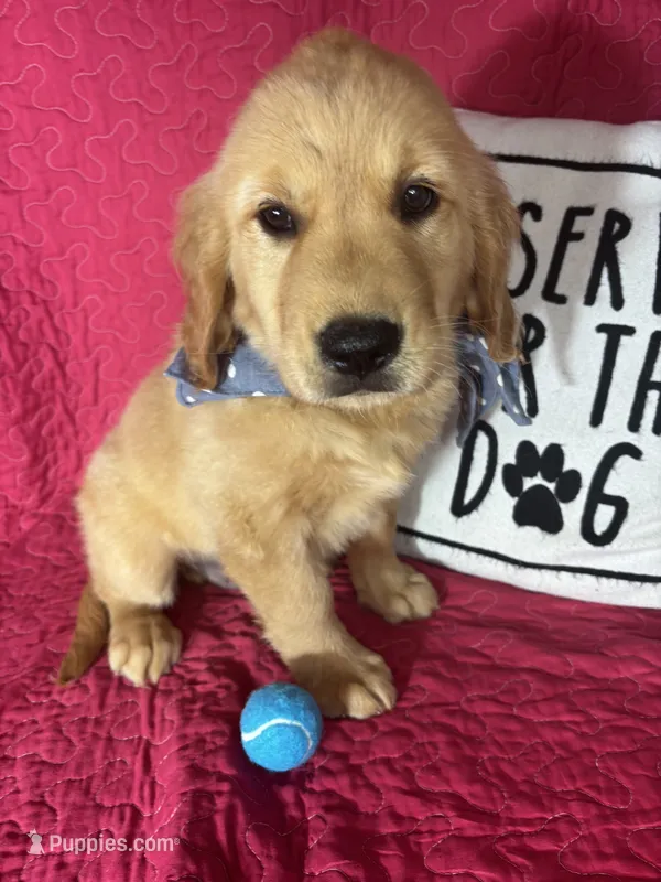 Grover – Golden Retriever puppy for sale in Greenfield, IN