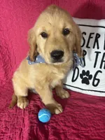 Grover, a male Golden Retriever for sale in Greenfield, IN – 1 of 5