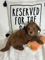 Gabe , a male Miniature Goldendoodle for sale in Greenfield, IN – 5 of 5