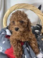 Ginger, a female Miniature Goldendoodle for sale in Greenfield, IN – 3 of 4