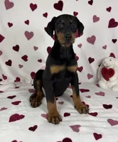 Dixie, a female Doberman Pinscher for sale in Greenfield, IN – Photo 4 of 5