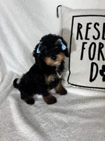 Mira, a female Bernedoodle for sale in Greenfield, IN – 3 of 6