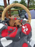 Bob, a male Miniature Dachshund for sale in Greenfield, IN – 1 of 5
