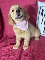 Gigi, a female Golden Retriever for sale in Greenfield, IN – 4 of 5
