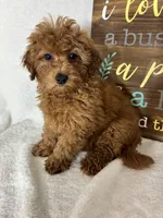 Goldie, a female Miniature Goldendoodle for sale in Greenfield, IN – 2 of 5