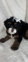 Macy, a female Bernedoodle for sale in Greenfield, IN – 5 of 6