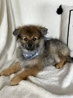 Prince, a male Pomeranian for sale in Greenfield, IN – 2 of 4