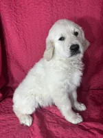 Gizmo, a male English Cream Golden Retriever for sale in Greenfield, IN – 2 of 5