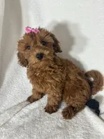 Gracie, a female Miniature Goldendoodle for sale in Greenfield, IN – 3 of 5