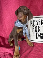 Duke, a male Doberman Pinscher for sale in Greenfield, IN – 3 of 6