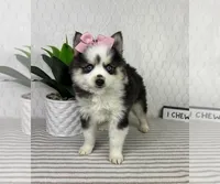 Penelope, a female Pomsky for sale in Greenfield, IN – Photo 4 of 4