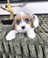 Cora, a female Cavapoo for sale in Greenfield, IN – 3 of 5