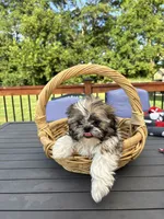 Skipper, a male Shih Tzu for sale in Greenfield, IN – 3 of 4
