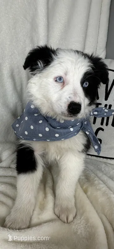 Bingo – Border Collie puppy for sale in Greenfield, IN