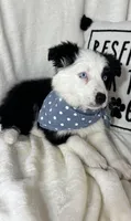 Bingo, a male Border Collie for sale in Greenfield, IN – Photo 3 of 5