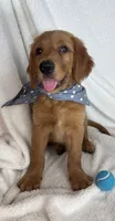 Goose, a male Golden Retriever for sale in Greenfield, IN – 3 of 6