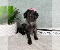 Lucy, a female Miniature Aussiedoodle for sale in Greenfield, IN – Photo 2 of 5