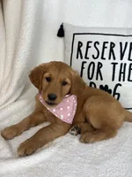 Gigi, a female Golden Retriever for sale in Greenfield, IN – 3 of 5