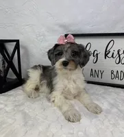 Rachel, a female Miniature Bernedoodle for sale in Greenfield, IN – Photo 3 of 5