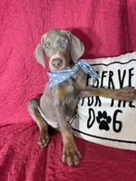 Dalton, a male Doberman Pinscher for sale in Greenfield, IN – 5 of 6