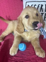 Grover, a male Golden Retriever for sale in Greenfield, IN – 4 of 5