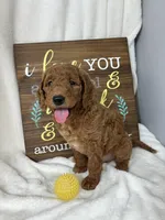 Giligan, a male Miniature Goldendoodle for sale in Greenfield, IN – Photo 4 of 5