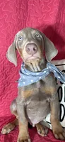 Dalton, a male Doberman Pinscher for sale in Greenfield, IN – 5 of 6