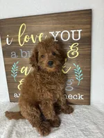Gabby, a female Miniature Goldendoodle for sale in Greenfield, IN – 4 of 5