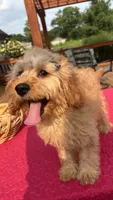 Monica, a female Cavapoo for sale in Greenfield, IN – 2 of 5
