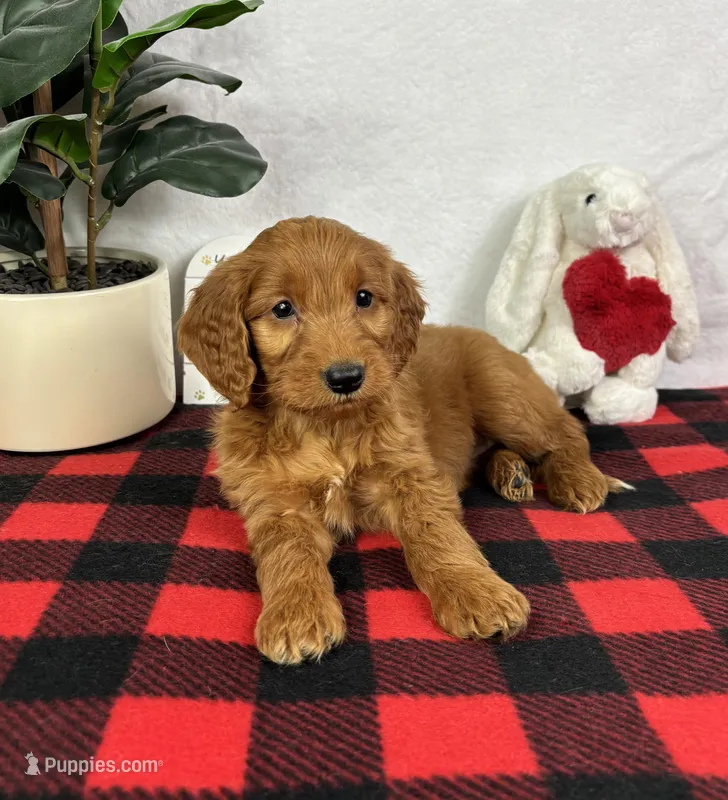 Gala, a female Miniature Goldendoodle for sale in Greenfield, IN – Photo 1 of 5