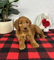 Gala, a female Miniature Goldendoodle for sale in Greenfield, IN – Photo 1 of 5