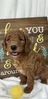 Giligan, a male Miniature Goldendoodle for sale in Greenfield, IN – Photo 1 of 5