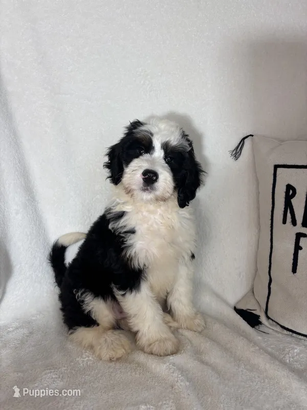 Mozart – Bernedoodle puppy for sale in Greenfield, IN