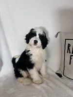 Mozart, a male Bernedoodle for sale in Greenfield, IN – 1 of 5
