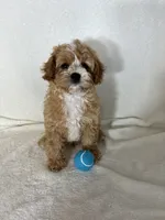 Joey, a male Cavapoo for sale in Greenfield, IN – 3 of 4