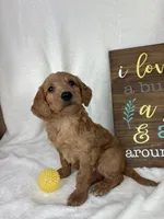 Maryann, a female Miniature Goldendoodle for sale in Greenfield, IN – Photo 3 of 5