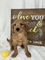 Maryann, a female Miniature Goldendoodle for sale in Greenfield, IN – Photo 1 of 5