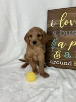 Maryann, a female Miniature Goldendoodle for sale in Greenfield, IN – Photo 5 of 5