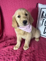 Gracie, a female Golden Retriever for sale in Greenfield, IN – 4 of 5