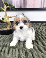 Cora, a female Cavapoo for sale in Greenfield, IN – 5 of 5