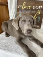 Luna, a female Labrador Retriever for sale in Greenfield, IN – 4 of 5