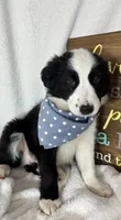 Boomer, a male Border Collie for sale in Greenfield, IN – 3 of 6