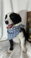 Boomer, a male Border Collie for sale in Greenfield, IN – 2 of 6
