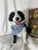 Boomer, a male Border Collie for sale in Greenfield, IN – 6 of 6