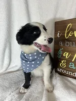 Boomer, a male Border Collie for sale in Greenfield, IN – 5 of 6