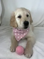 Gladys, a female English Cream Golden Retriever for sale in Greenfield, IN – 5 of 5