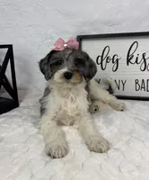 Rachel, a female Miniature Bernedoodle for sale in Greenfield, IN – Photo 3 of 5